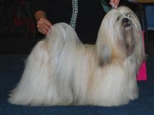 Lhasa Apso Chic Coix Five Miles Out