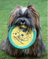 Lhasa Apso Welpen