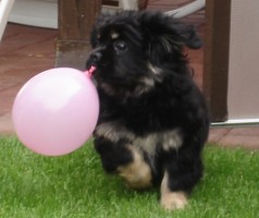 Tibet Spaniel Welpen