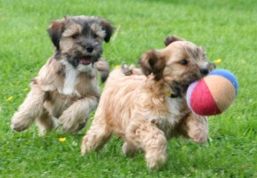 Tibet Terrier Welpen