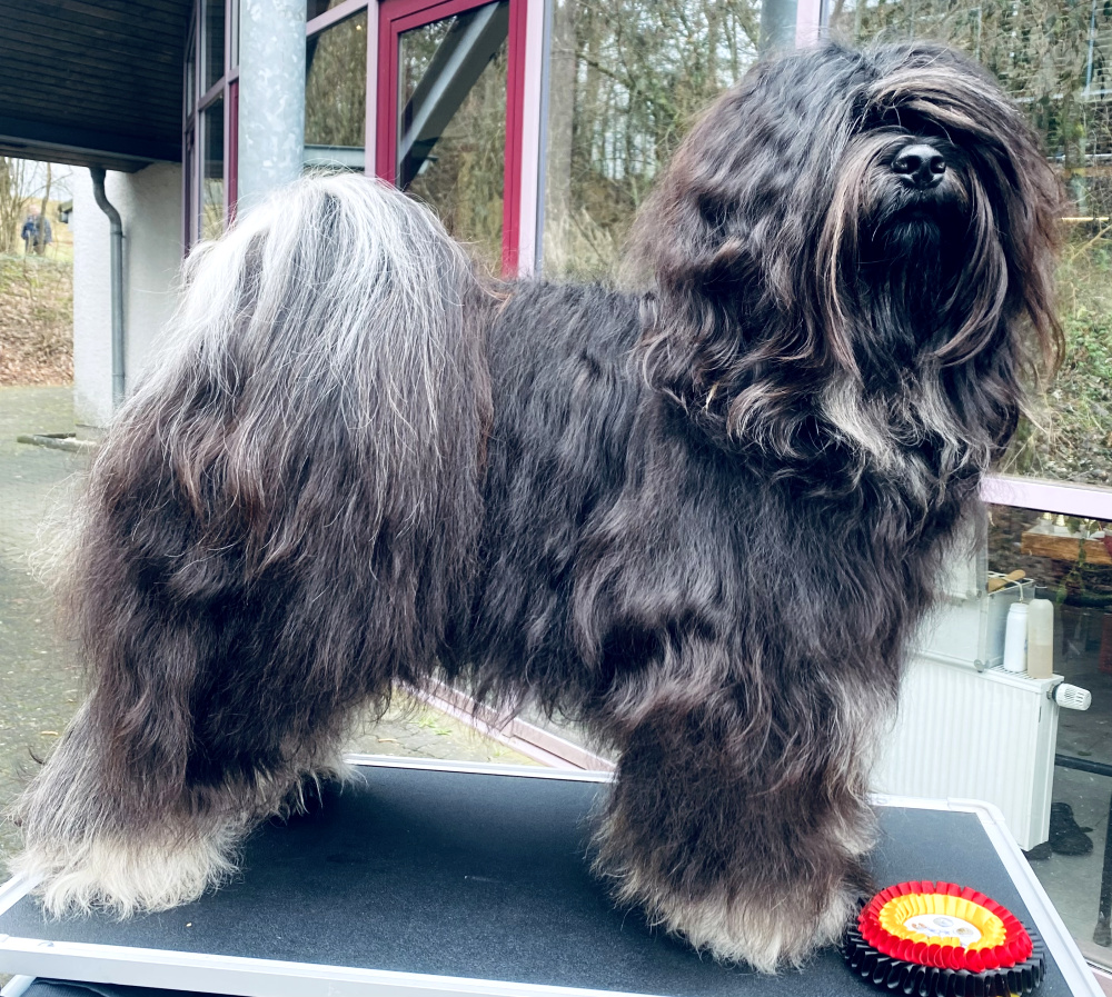 Wanted Nice Dog's Xaro Lamleh