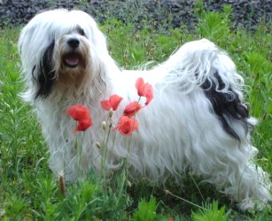 Tibet Terrier Huendin