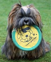 Lhasa Apso 5