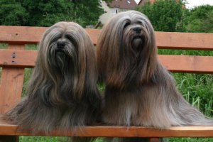 Lhasa Apso 2