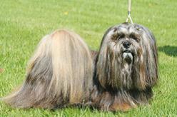 Lhasa Apso 2011 