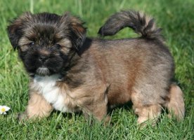 Lhasa Apso Welpe 2