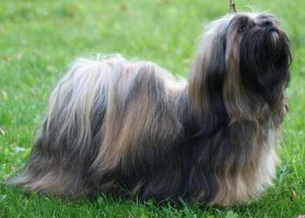 Lhasa Apso 1