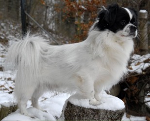 Tibet Spaniel 1