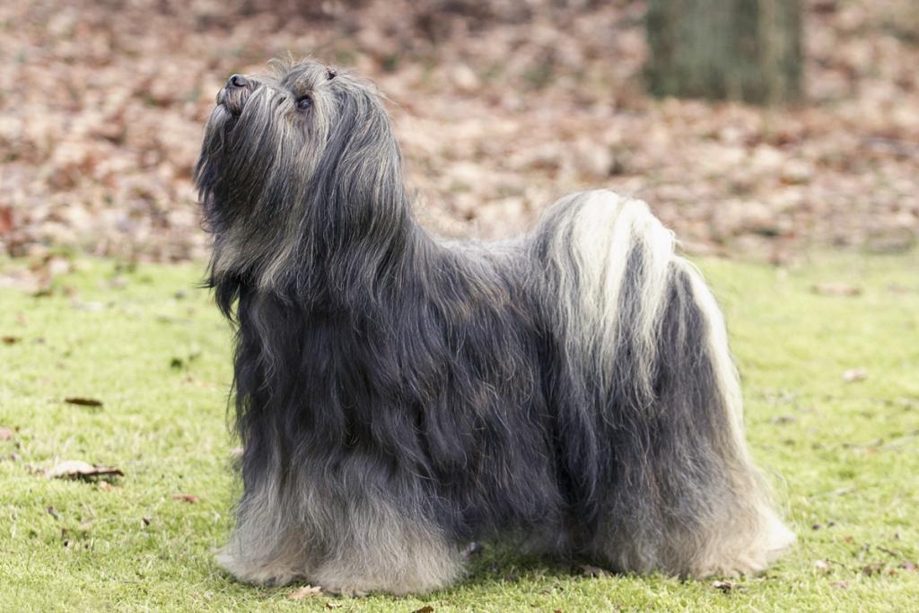 Kayley Chu Chu von Shan Changbai Internationaler Klub für Tibetische