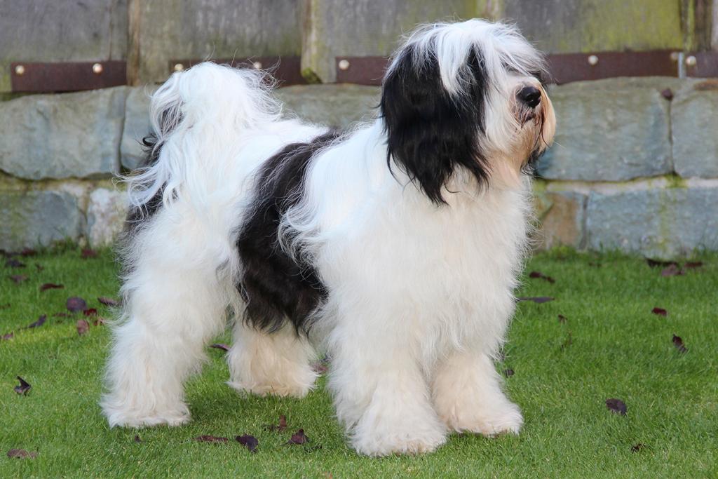 Rassestandard Tibet Terrier