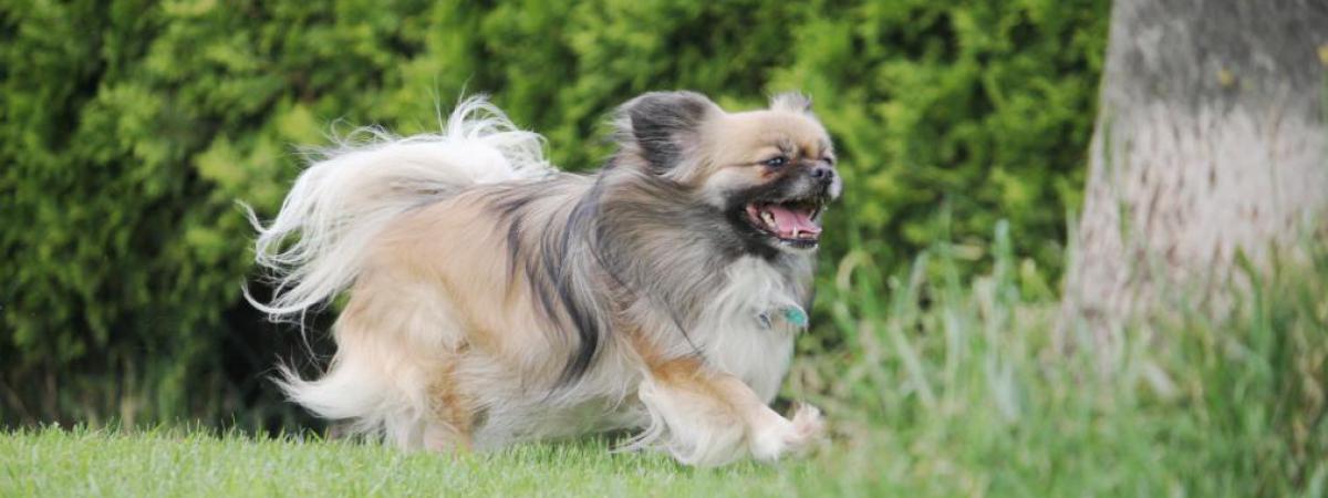 Tibet Terrier Welpen Internationaler Klub für Tibetische Hunderassen e.V.