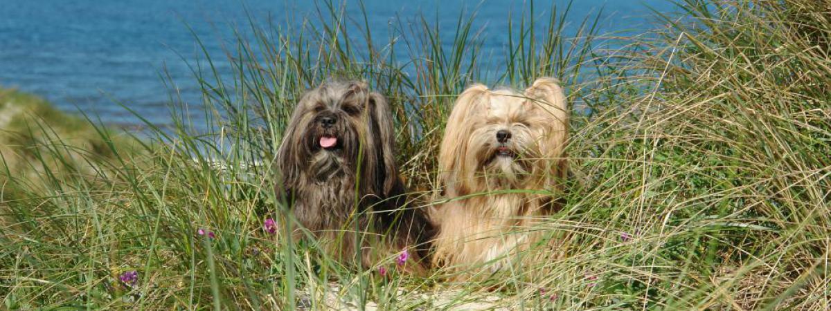 Tibet Terrier Welpen Internationaler Klub für Tibetische Hunderassen e.V.