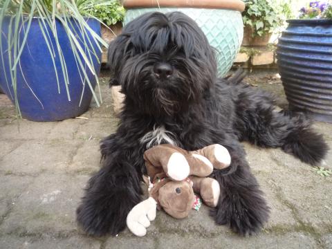 Kleiner süsser Tibet Terrier Rüde