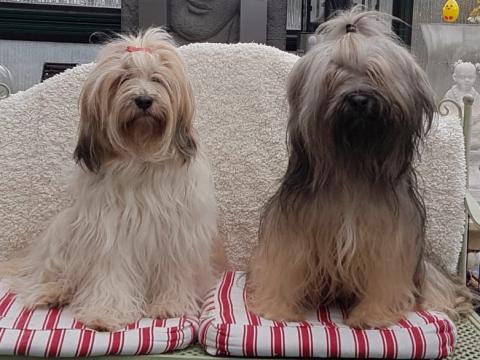 Tibet- Terrier Brautpaar  (Links Baruna- Rechts Kenzo)