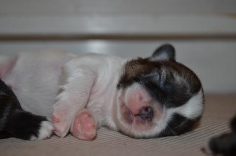 Tibet Spaniel vom Lachmann Hof, Behrensen, C-Wurf, Hündin