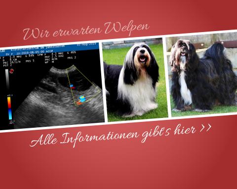 Ultraschallbild des H-Wurfs of Dog's Wisdom 09 2019, Vater und Mutter der Welpen