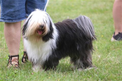 Die Mutter der Welpen