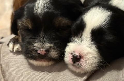  Rüde und Hündin  -  zu vergeben