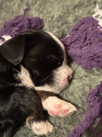 Hündin - zu vergeben