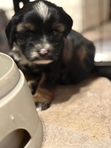 Rüde  - zu vergeben