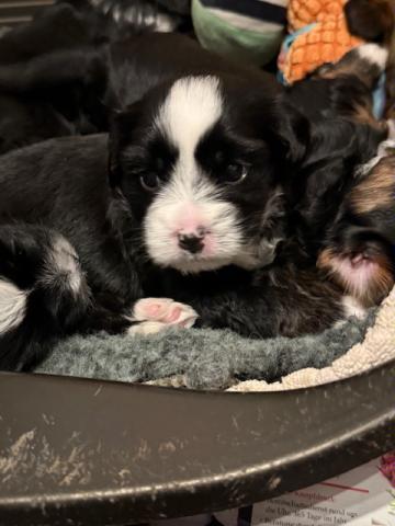 Hündin  - zu vergeben