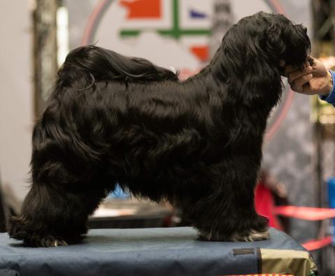 Der Vater der Welpen