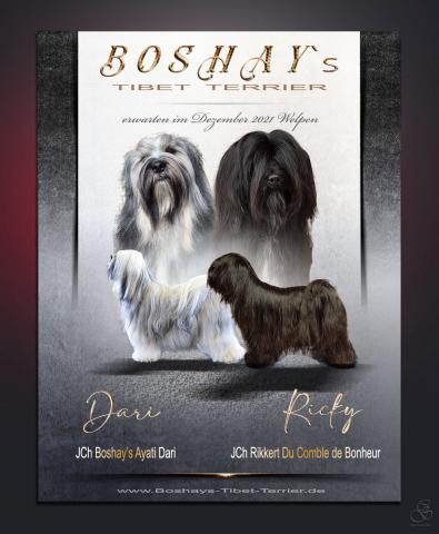 Boshay's Tibet Terrier M-Wurf; die Eltern Dari und Ricky 