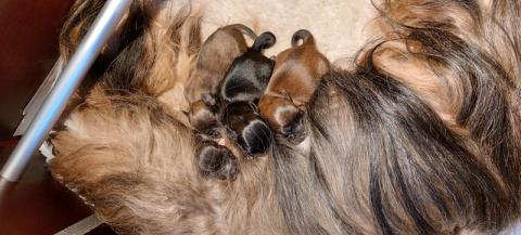 Mama und Welpen 