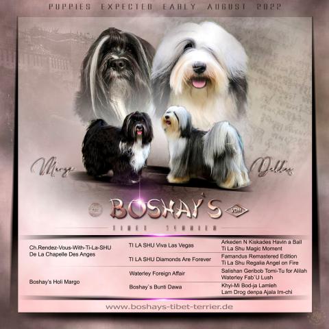 Boshay's Tibet Terrier, Eltern des N-Wurfes, Margo & Dallas