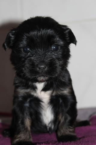 Hündin black and tan