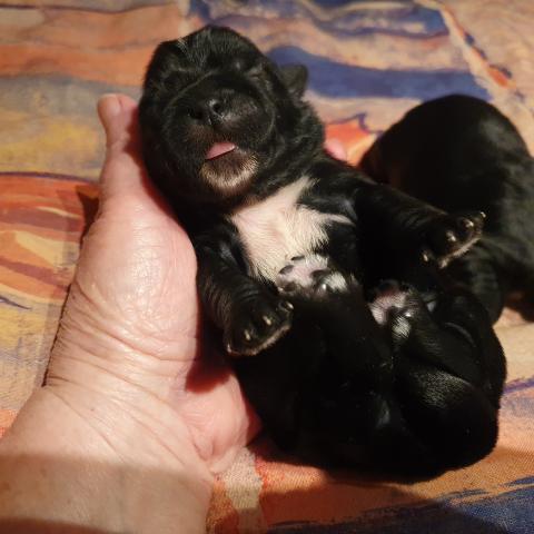 Rüde und Hündin, schwarz mit weißer Brust
