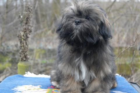 4 Monate alte hasa Apso Hündin sucht noch ein Zuhause