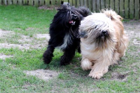 Nubo und Kimpa