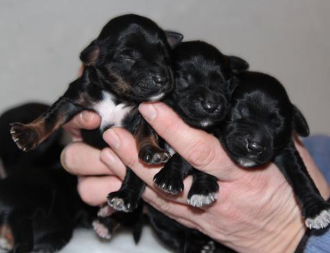 Boshay's Tibet Terrier R-Wurf Eltern Margo und Samson