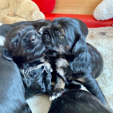Boshay's Tibet Terrier R-Wurf Eltern Margo und Samson