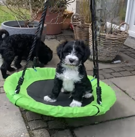 Boshay's Tibet Terrier R-Wurf ; Rishi sucht ein schönes Zuhause