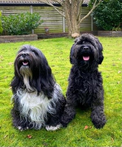 Boshay's Tibet Terrier R-Wurf Eltern Margo und Samson