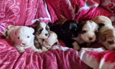 Vajrapasha Tibet Terrier Welpen