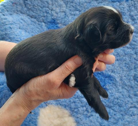 Tibet Terrier Hündin, schwarz mit weißen Abzeichen
