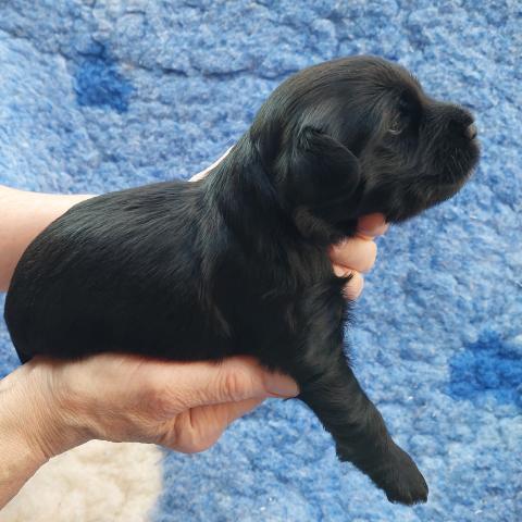 Tibet Terrier Rüde 2, schwarz mit kleinen weißen Abzeichen