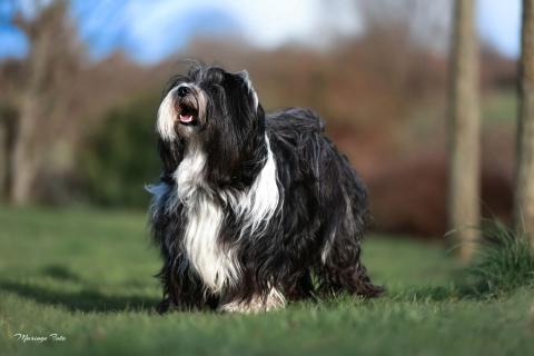Magic Willow  der fesche Vater 