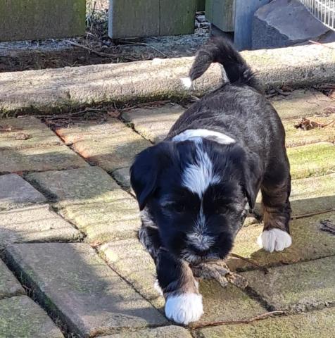 Tibet Terrier Welpe vom verlorenen Tal