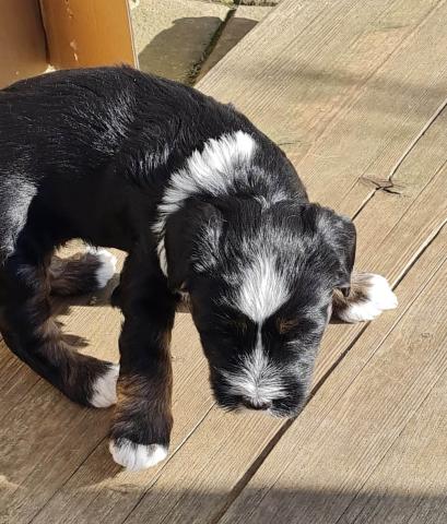 Tibet Terrier Welpe vom verlorenen Tal