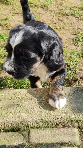 Tibet Terrier Welpe vom verlorenen Tal