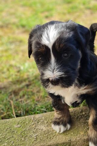 Tibet Terrier Welpe vom verlorenen Tal