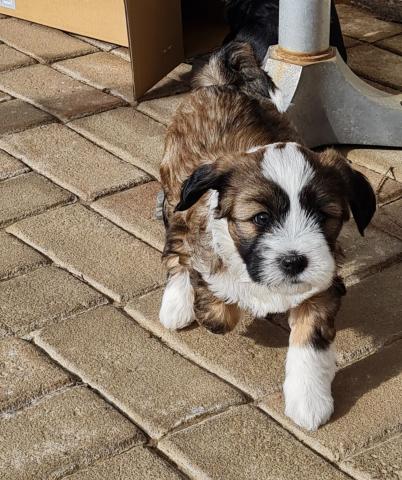 Tibet Terrier Welpe vom verlorenen Tal