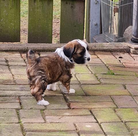 Tibet Terrier Welpe vom verlorenen Tal