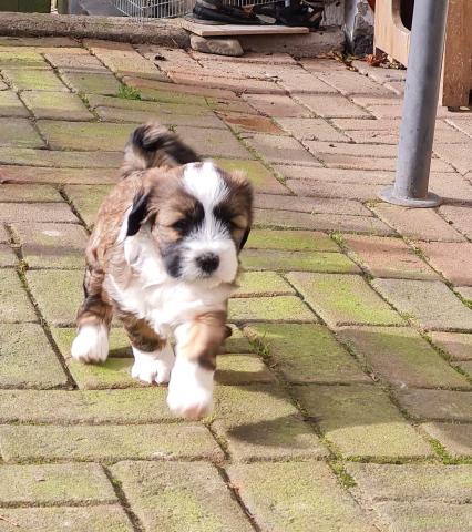 Tibet Terrier Welpe vom verlorenen Tal