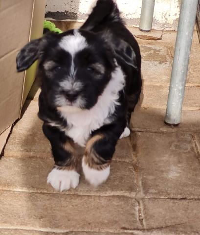 Tibet Terrier Welpe vom verlorenen Tal