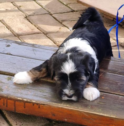 Tibet Terrier Welpe vom verlorenen Tal
